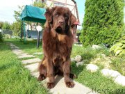 Превью фото № 212651