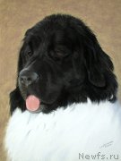 Превью фото № 212709