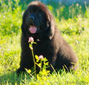 Превью фото № 212738