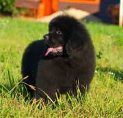 Превью фото № 212740