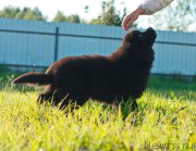 Превью фото № 212741