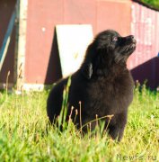 Превью фото № 212742