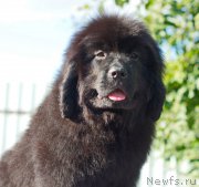 Превью фото № 212745