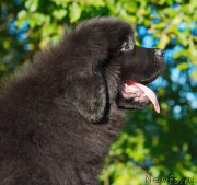 Превью фото № 212747