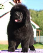 Превью фото № 212750