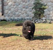 Превью фото № 212820