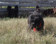 Превью фото № 212831