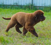 Превью фото № 212847