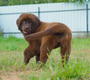 Превью фото № 212849