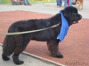 Превью фото № 212982