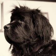 Превью фото № 212992