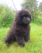 Превью фото № 213012