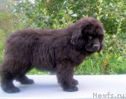 Превью фото № 213014