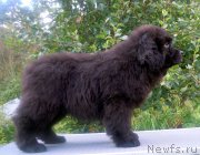 Превью фото № 213016