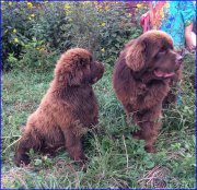 Превью фото № 213035