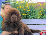 Превью фото № 213042