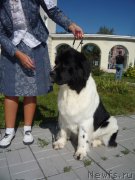 Превью фото № 213052