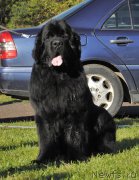 Превью фото № 213123