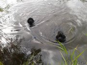 Превью фото № 213140