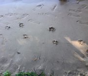 Превью фото № 213157