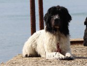 Превью фото № 213163