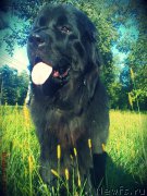 Превью фото № 213179