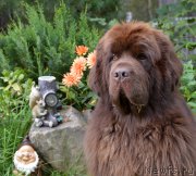 Превью фото № 213203