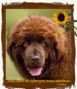 Превью фото № 213258