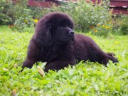 Превью фото № 213280