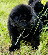 Превью фото № 213293