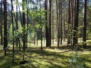 Превью фото № 213296