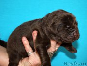 Превью фото № 213335