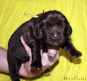 Превью фото № 213341