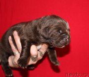 Превью фото № 213347