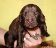 Превью фото № 213352