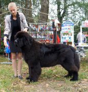 Превью фото № 213373