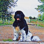 Превью фото № 213449