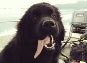 Превью фото № 213520