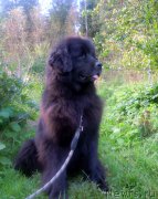 Превью фото № 213648