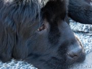 Превью фото № 213694