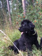 Превью фото № 213715