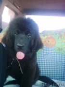 Превью фото № 213720