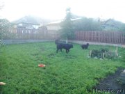 Превью фото № 213724