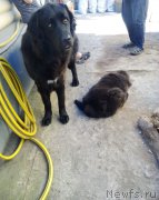 Превью фото № 213728