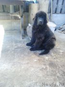 Превью фото № 213731