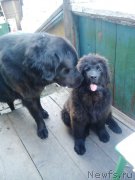 Превью фото № 213732