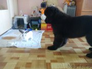 Превью фото № 213734