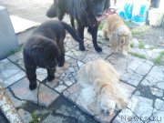 Превью фото № 213737