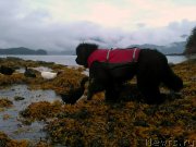 Превью фото № 213769