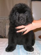 Превью фото № 213798